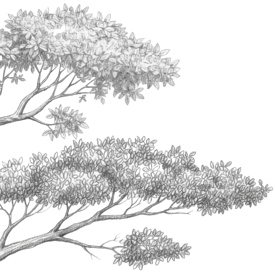 Botanical illustration of a tree on the left side of the hero background