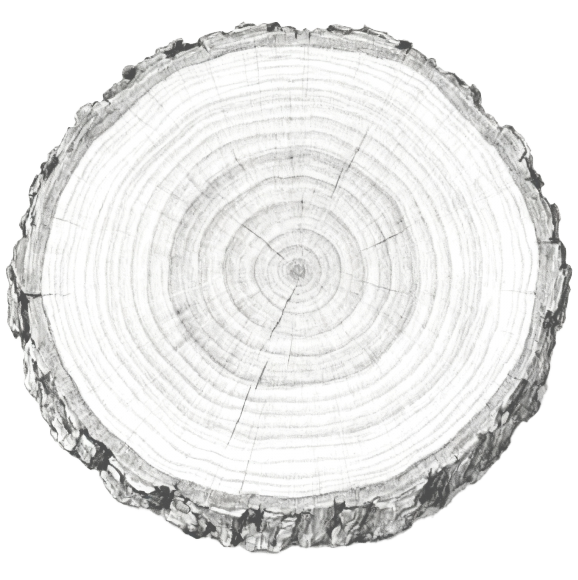 Tree trunk illustration